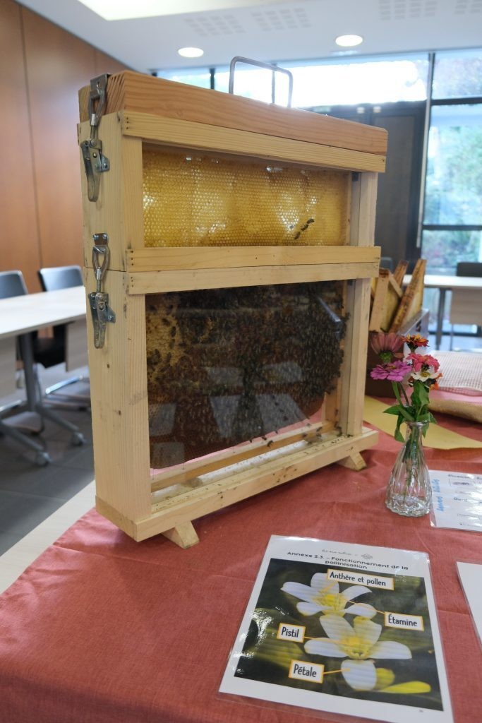 Atelier apiculture  - Découverte des ruches
