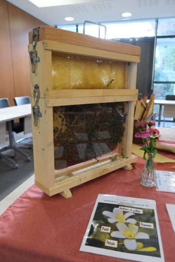 Atelier apiculture  - Découverte des ruches
