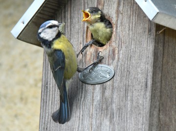 Atelier : découvrir et inviter la nature chez soi