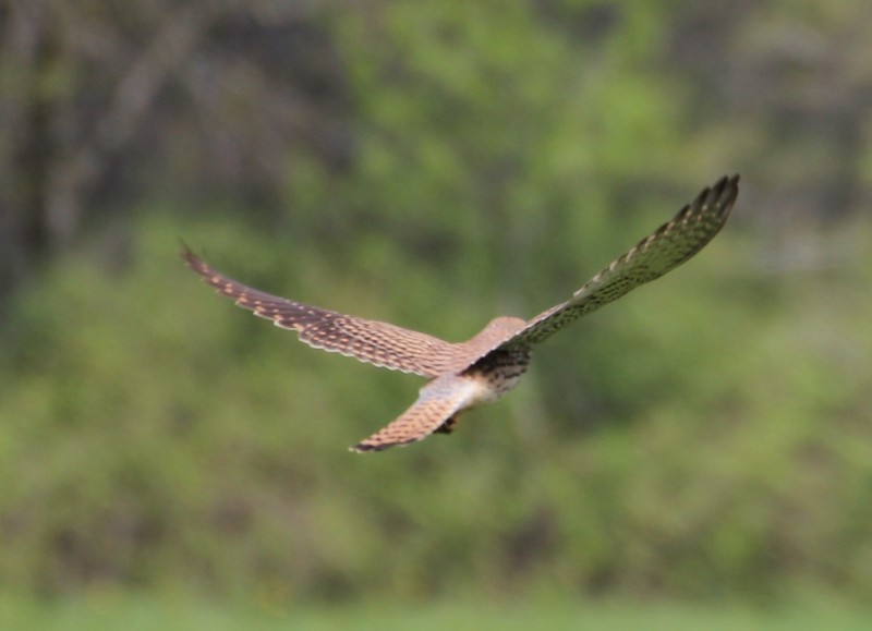 Formation - Découvrir les oiseaux de plaines et les rapaces auxiliaires de cultures - MAEC Biodiversité