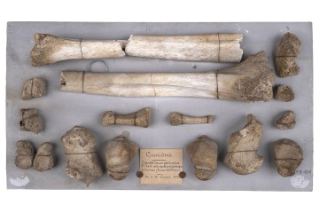 Autour de "l'Homme de Cumières"