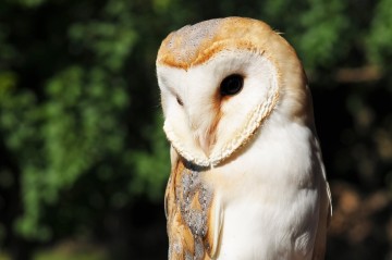 Rallye nature : les rapaces