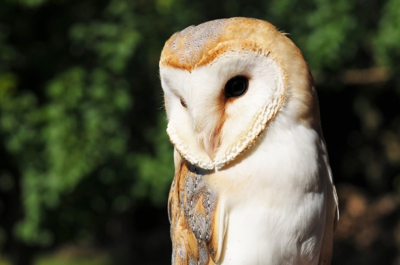 Rallye nature : les rapaces