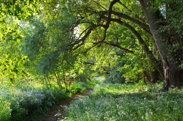 Exploration des grèves de Loire et de la ripisylve à Mardié