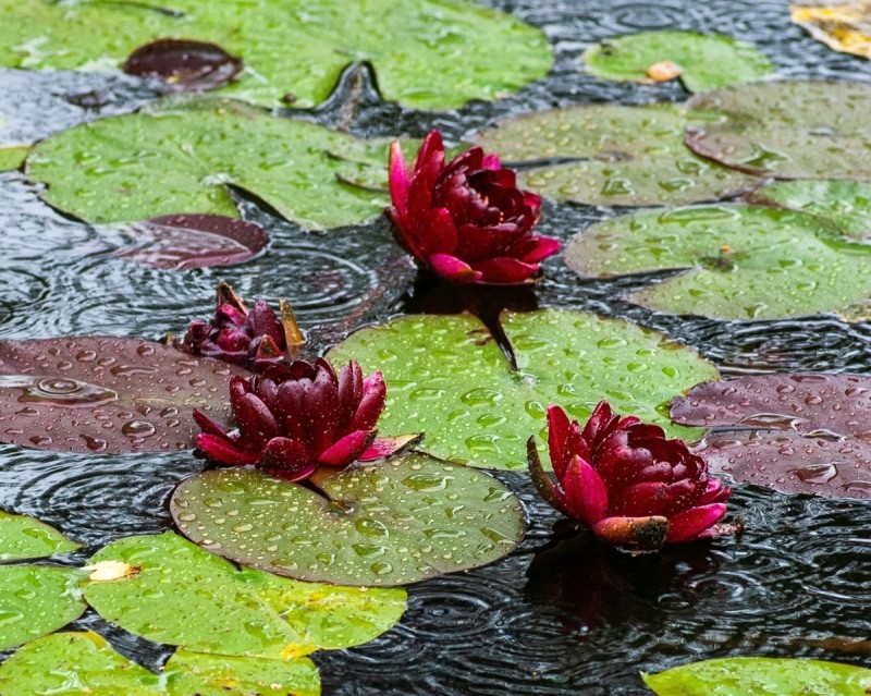 Lecture : « Nymphéas Noirs » par Michel Bussi