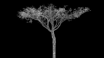 Sur les ruines, les pierres fleurissent. Exposition personnelle d’Abdessamad El Montassir