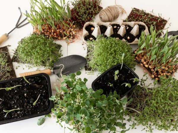 ATELIER MINI JARDINIERES (UNIS-CITES)