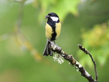La haie, réservoir de biodiversité
