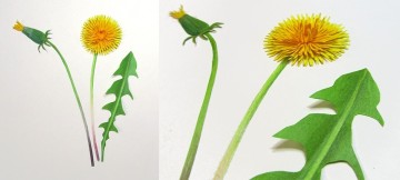 Atelier de curiosité : Herbier de papier