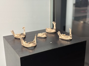 Visite guidée "Entre plume et truelle : quand l'archéologie interroge les auteurs antiques".