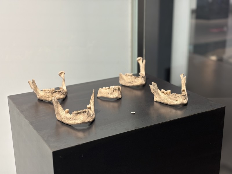 Visite guidée "Entre plume et truelle : quand l'archéologie interroge les auteurs antiques".