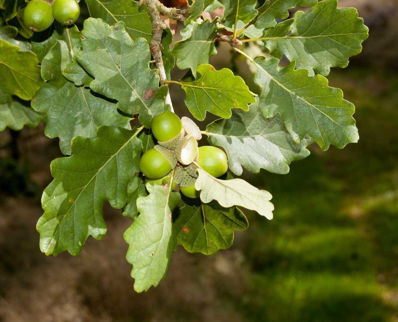 Ronde des arbres "A la rencontre du Chêne"