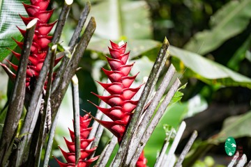 Présentation des fleurs du Jardin