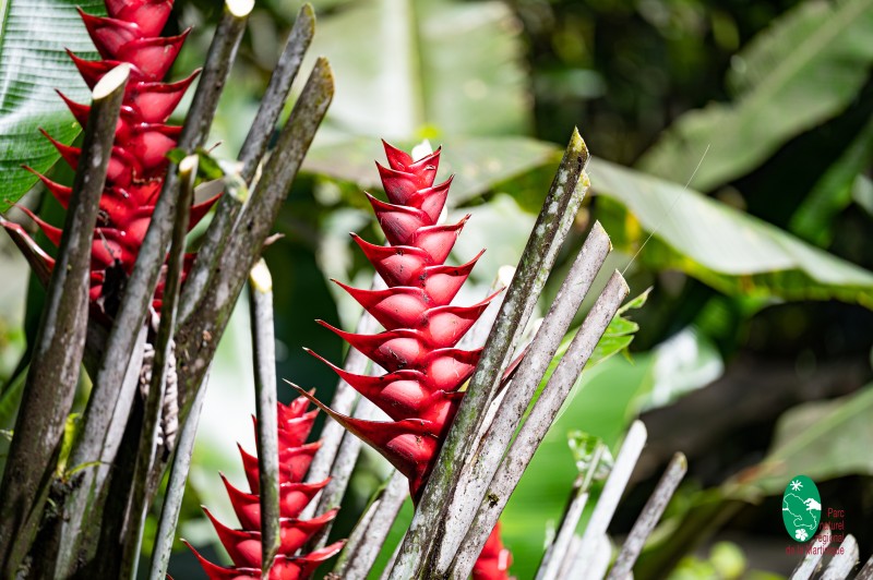 Présentation des fleurs du Jardin