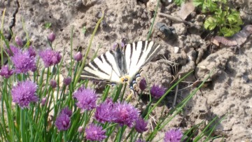 Portes ouvertes des jardins familiaux des IV Arbres pour tous
