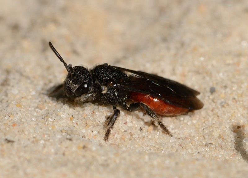 En quête des insectes pollinisateurs !