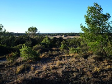 Animation sensorielle : évolution de la garrigue à l'âge du Fer"