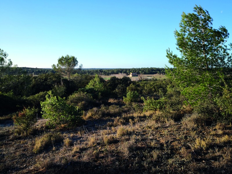 Animation sensorielle : évolution de la garrigue à l'âge du Fer"