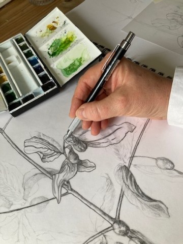 Atelier de dessin botanique : portraits de feuilles