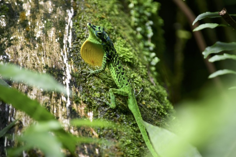 Présentation des Chiroptères et découverte des reptiles du Domaine d'Emeraude