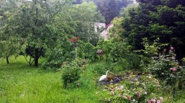 Visite du verger du presbytère