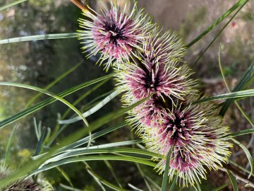 Visite découverte de la flore australienne au Parc Gonzalez