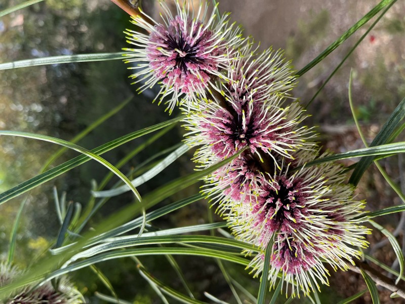 Visite découverte de la flore australienne au Parc Gonzalez