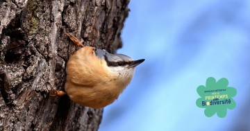 Sortie nature : à la découverte de la Sitelle
