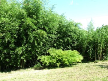 Visite commentée d'une bambousaie