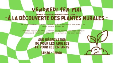 À la découverte des plantes Murales