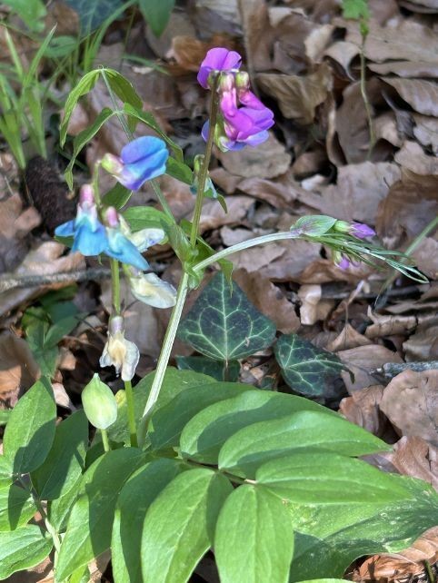 Rendez-vous aux jardins