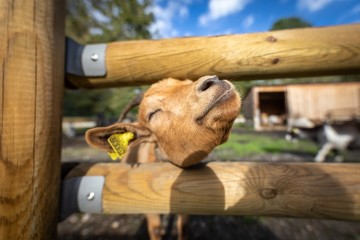 La faune des parcs et jardins