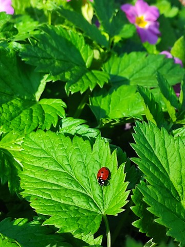 Atelier Cyanotype - CAUE