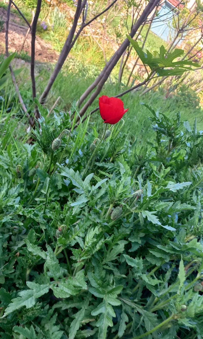 Visite du Jardin Donneau
