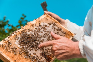 Présentation du métier d’apiculteur et des ruches