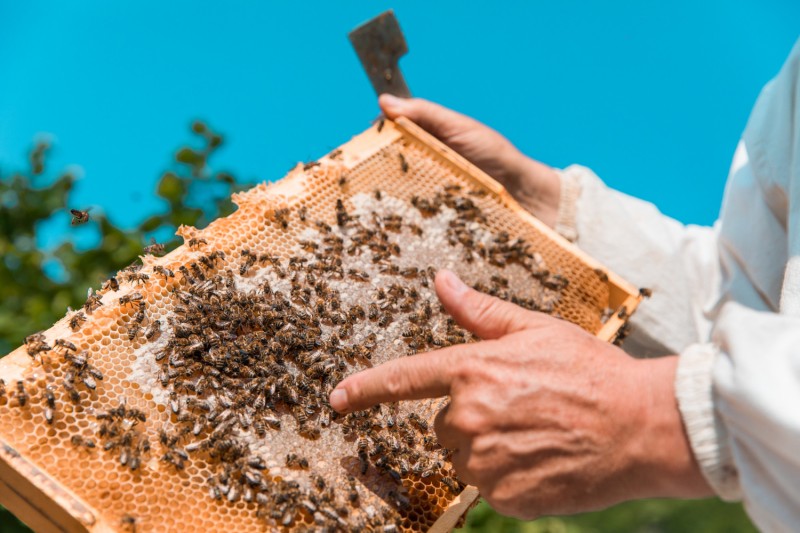Présentation du métier d’apiculteur et des ruches