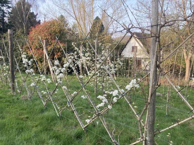 Visite découverte du jardin verger