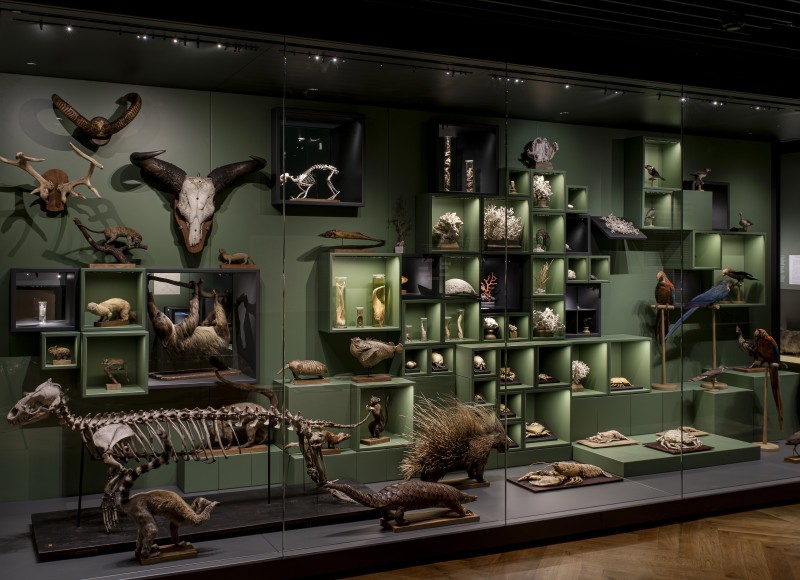 Médiations postées sur le thème des « Animaux nocturnes »