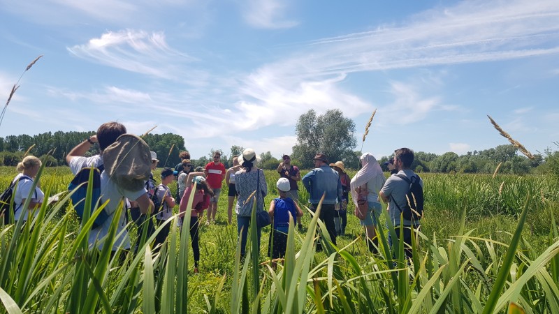 Les plantes oubliées du Marais du Trait