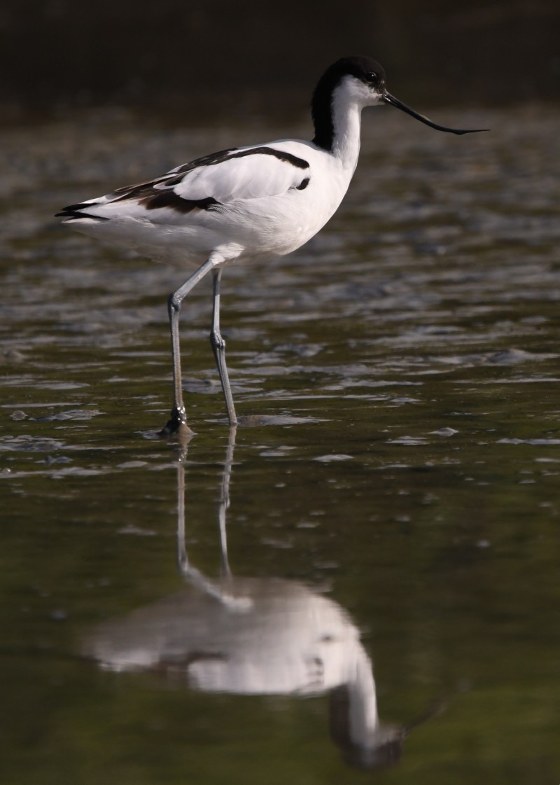 Les marais salants et leurs oiseaux