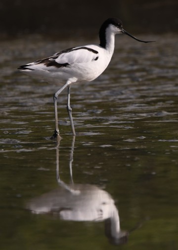 Les marais salants et leurs oiseaux