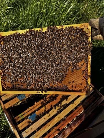 Portes Ouvertes - La Ferme Aux Abeilles Cami&Lou