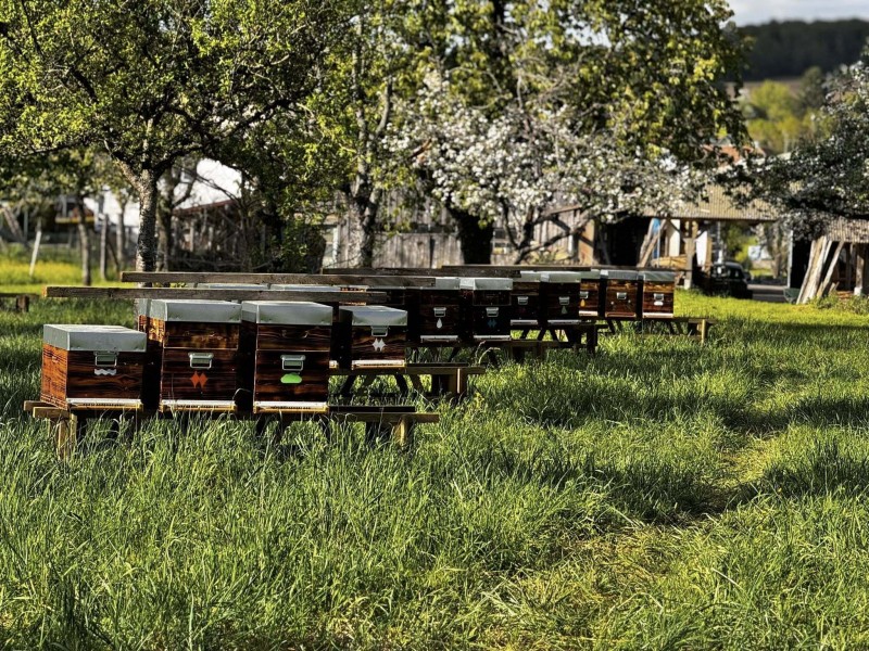 À la découverte de l'apiculture pour petits et grands !
