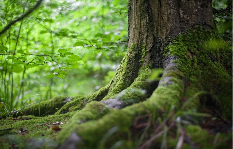 La sophrologie au fil des saisons