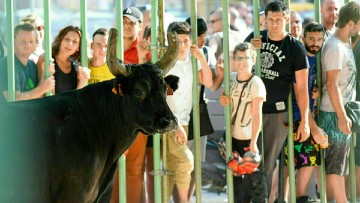 Journée taurine