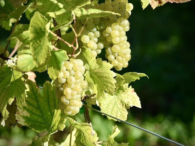 Soirée découverte de la nouvelle carte des vins
