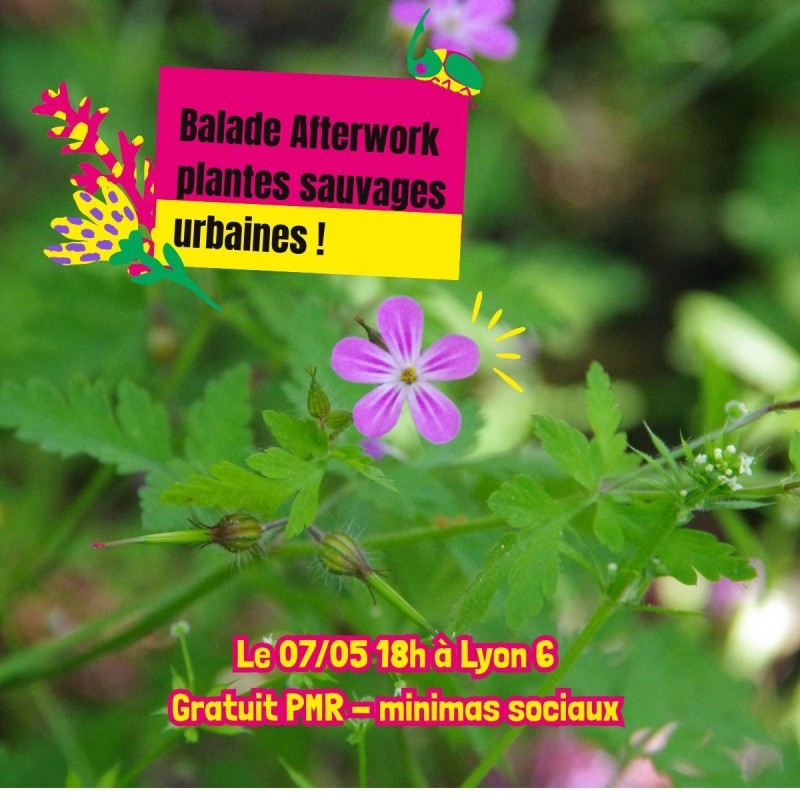 Balade afterwork - herbier urbain