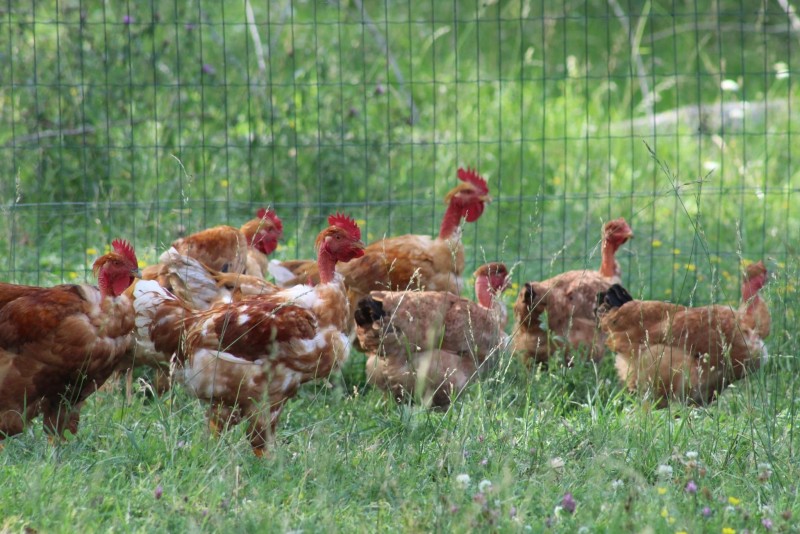 Repas et visite chez Le Poulet au Béret