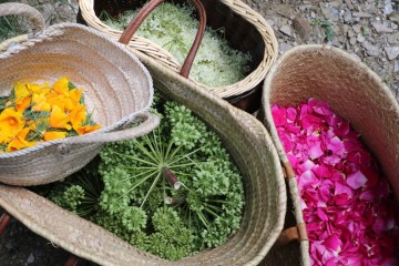 MARCHÉ AUX PLANTS