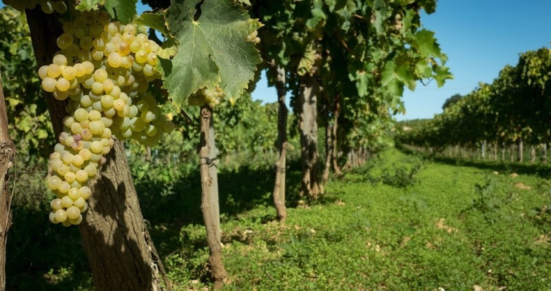 De la vigne au verre : balade en domaine Bio